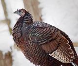 Wild Turkey_24324